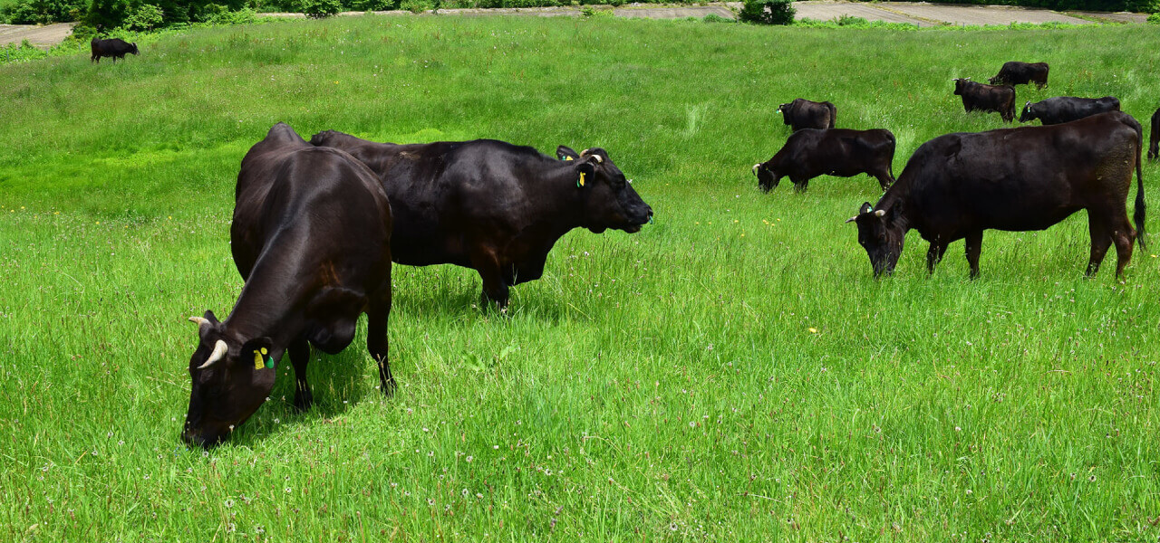 草原に複数の牛